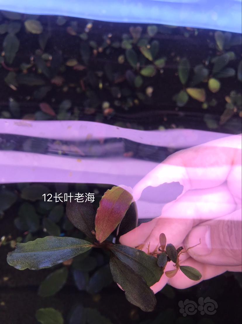 【辣椒榕】北京出售一组海莲娜共9种，送13玉一颗。-图9