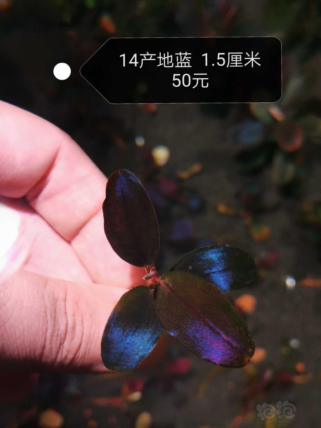 【辣椒榕】玄武海  产地蓝  长叶neo 11红-图12