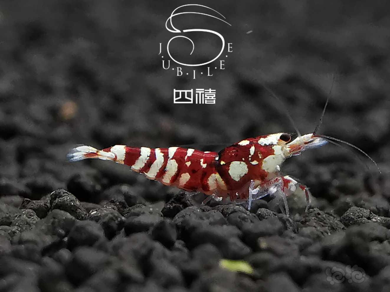 勃艮第红  花虎虾-图1
