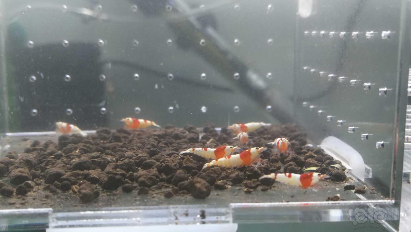 【虾】2020-03-28#RMB拍卖#红白水晶虾一份8只-图5
