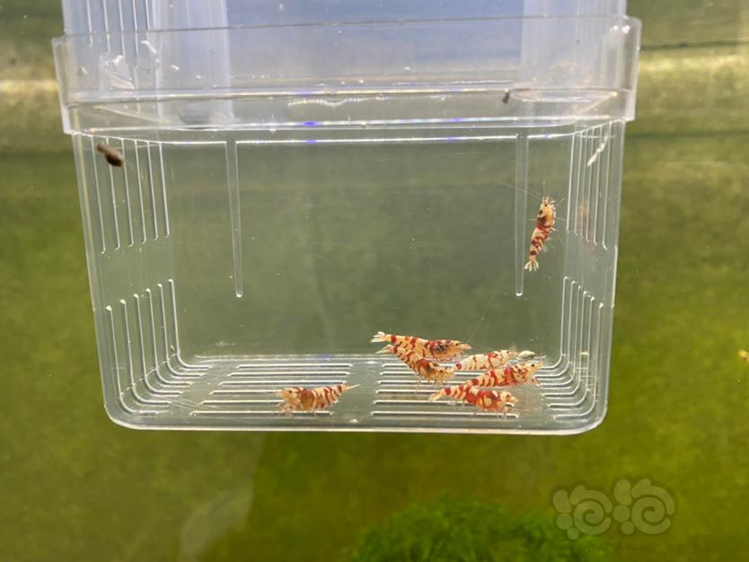 【虾】2020-03-23#RMB拍卖#红花虎一份7只-图3