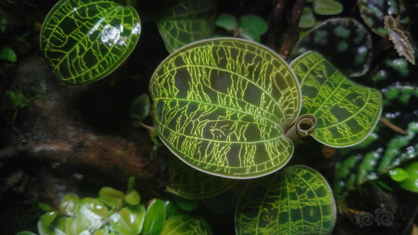 【雨林】瞎拍点缸里的植物-图1