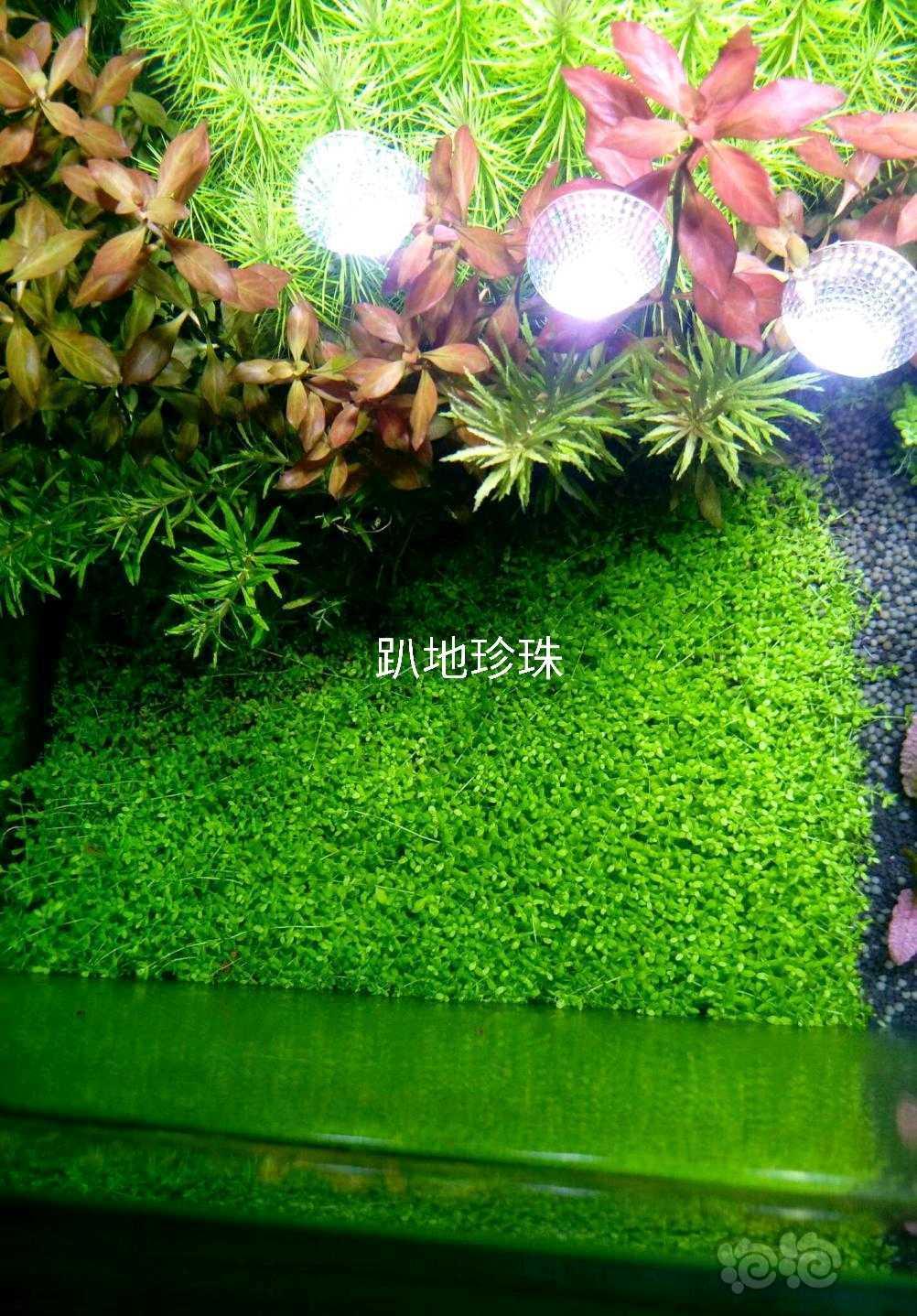 【辣椒榕】出售：自养水草，坐标山东聊城-图9