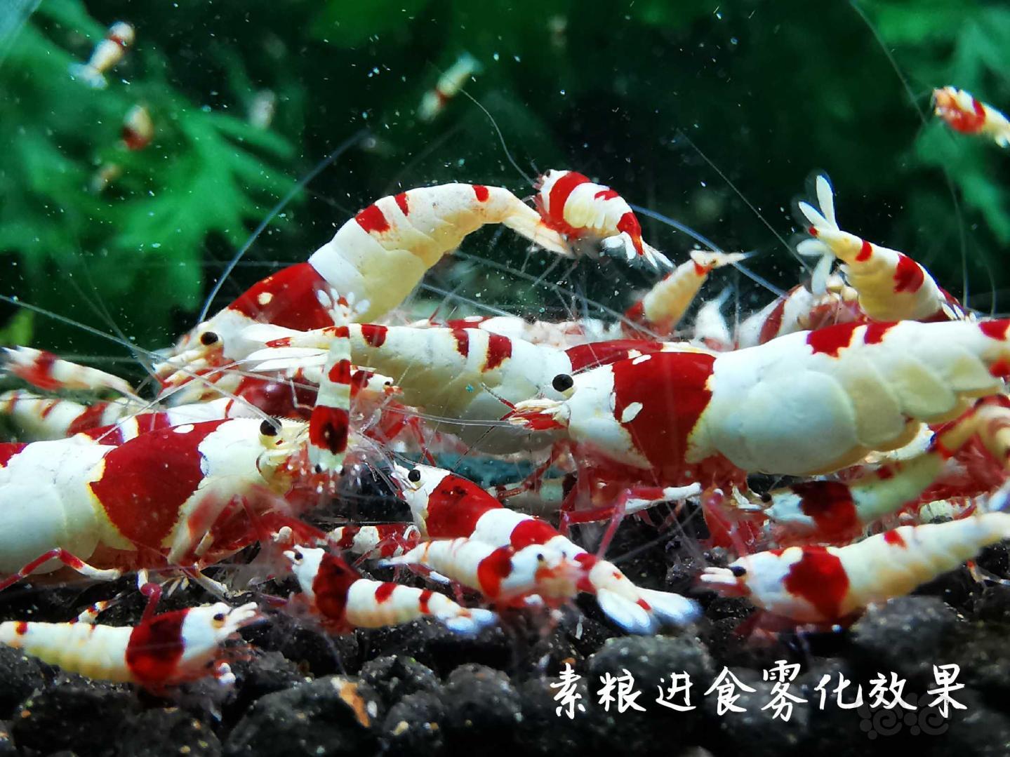 【用品】2020-03-23#RMB拍卖瑾福虾粮三种一套-图4