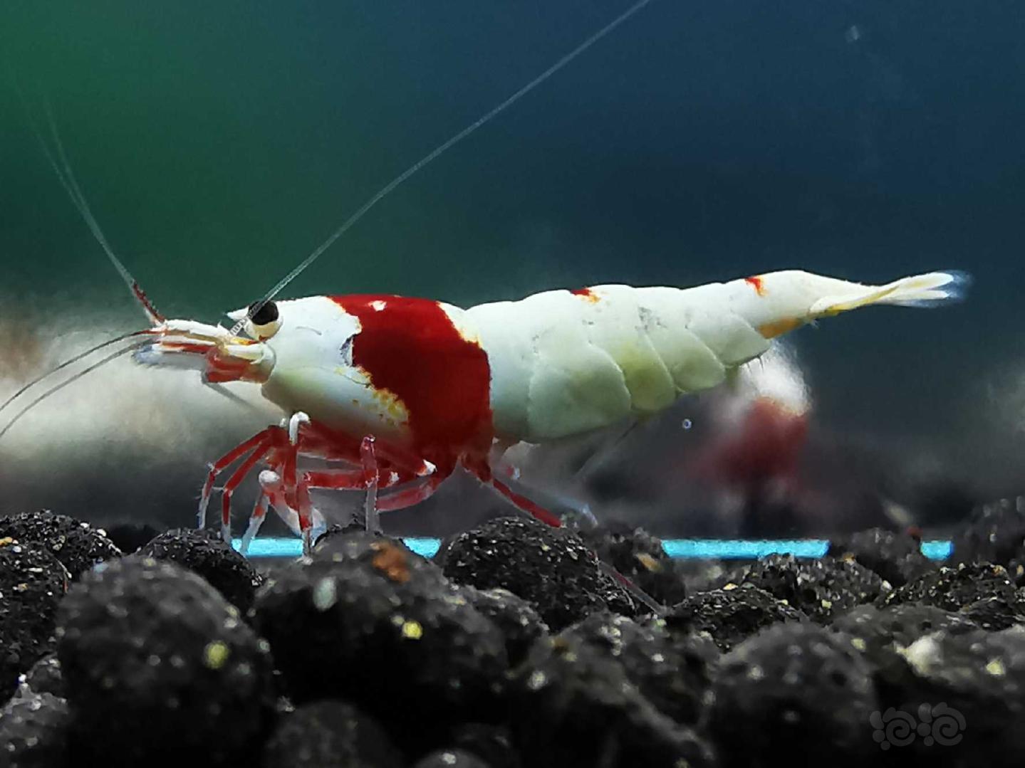 【虾】2020-3-31#RMB拍卖红白水晶虾一对-图1