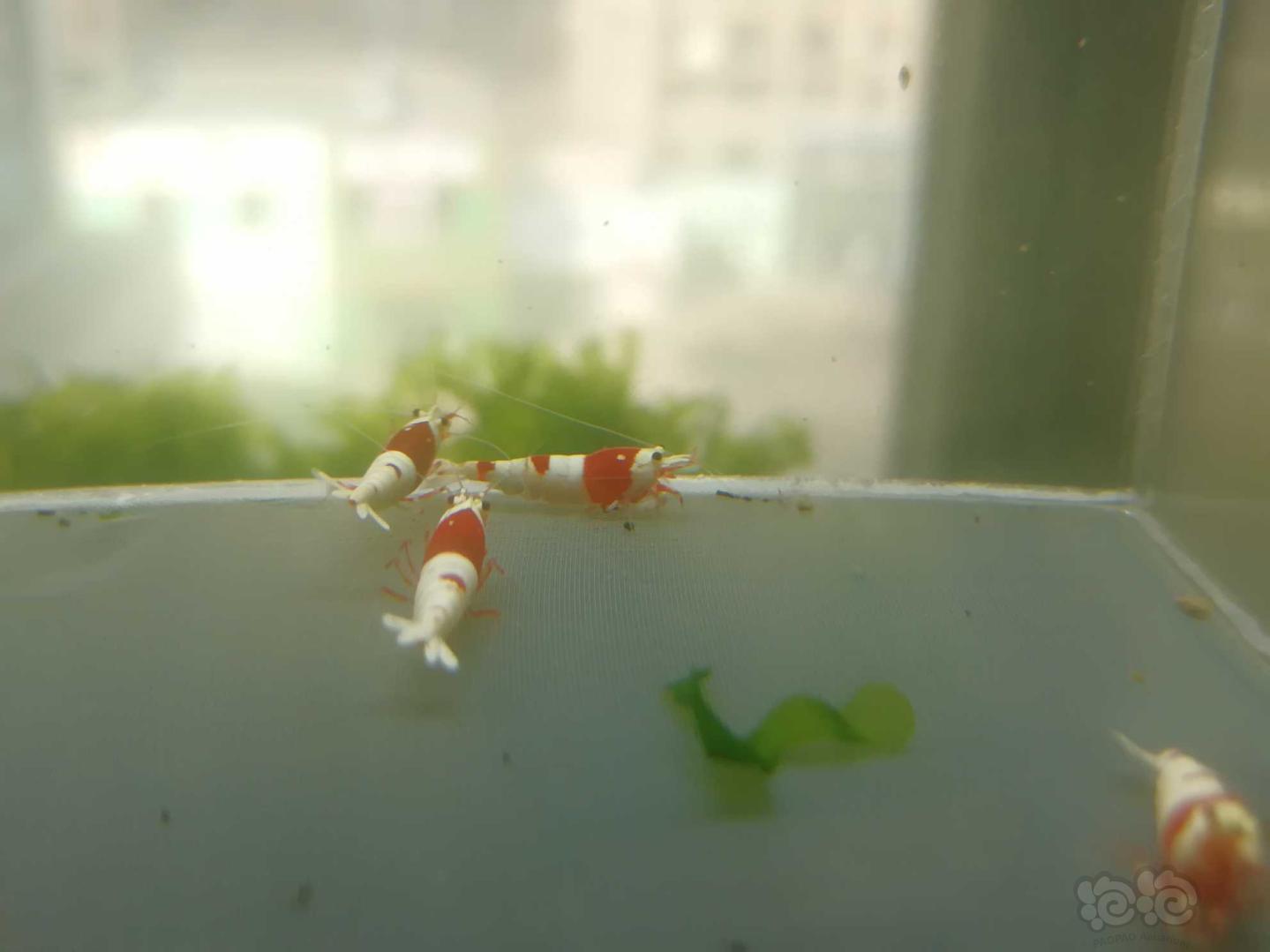 【虾】2020-03-31#RMB拍卖#红白纯血水晶虾一份4只-图3