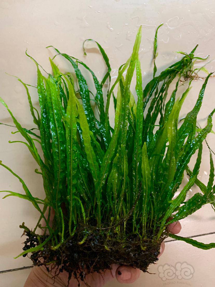 河北保定出细叶铁皇冠状态超好