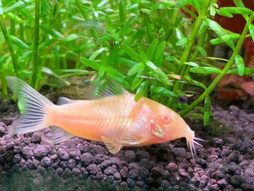 鼠鱼小白鼠小白鼠