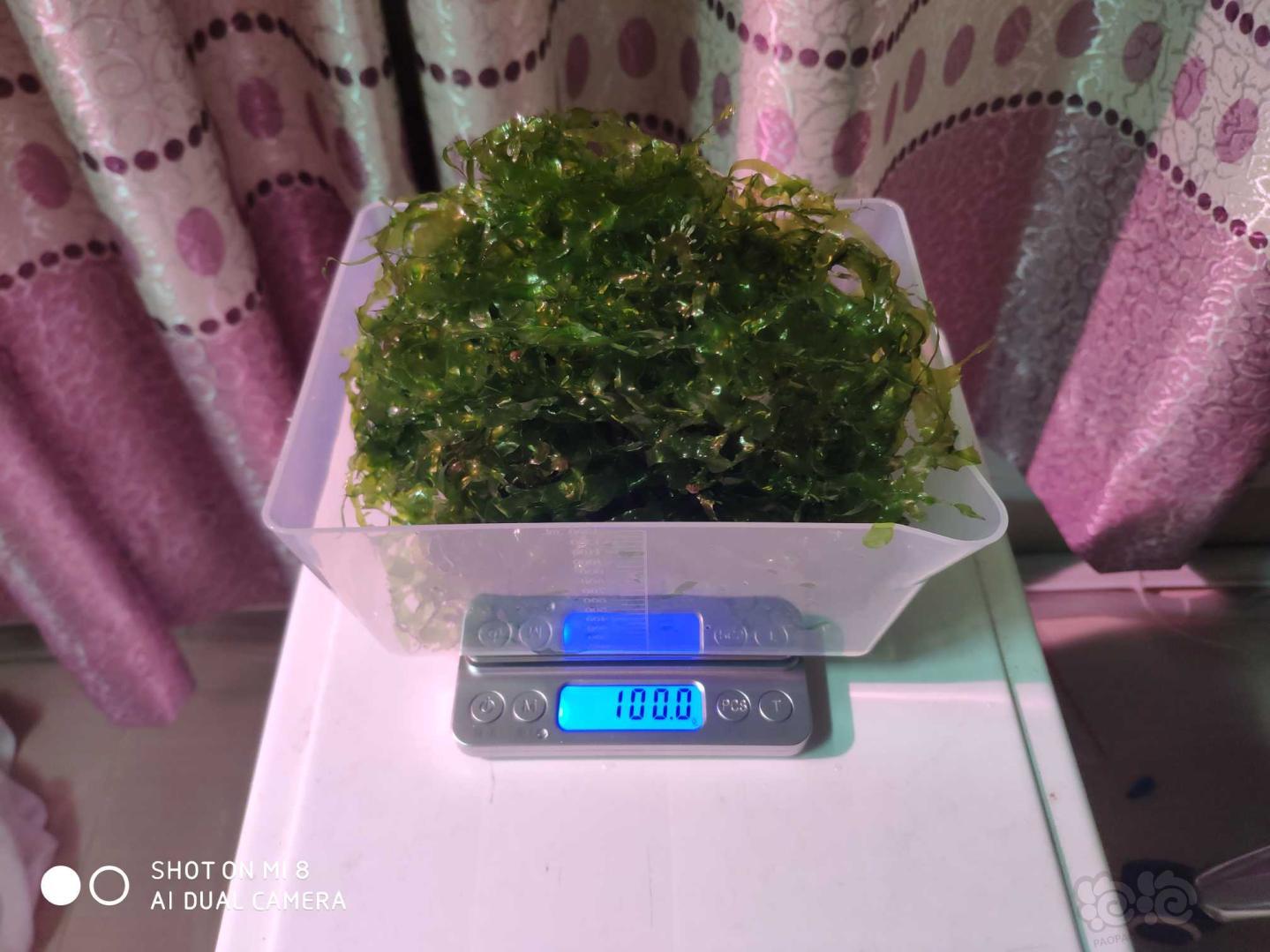 【水草】2020-03-20#RMB拍卖怪蕨莫斯一份100克-图2