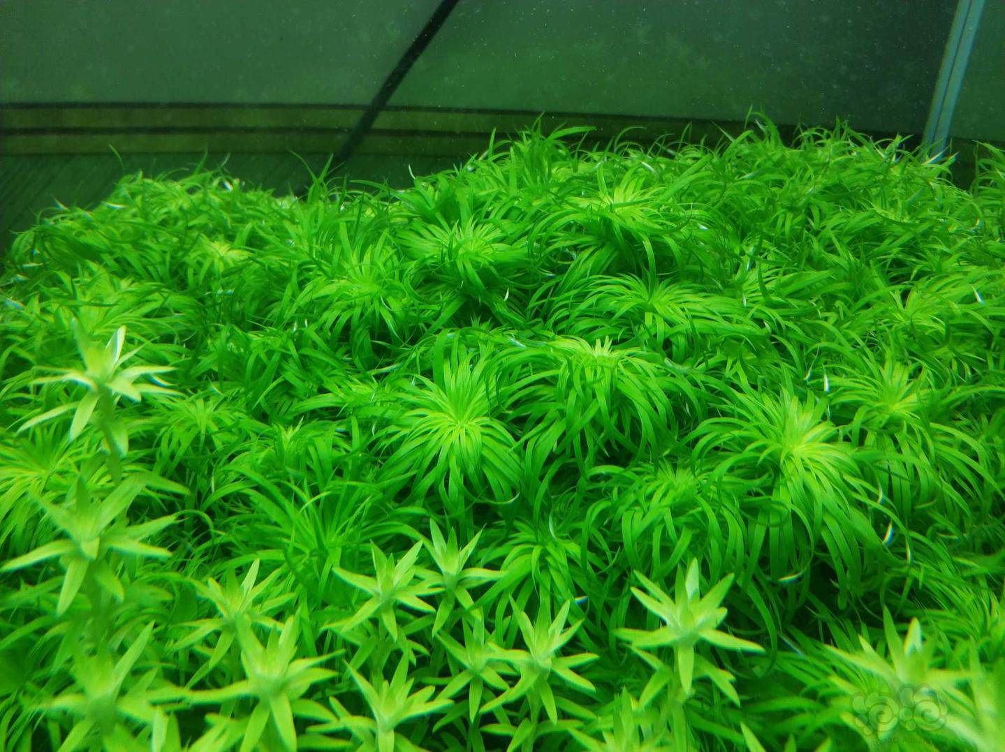 出一百颗日本箦藻