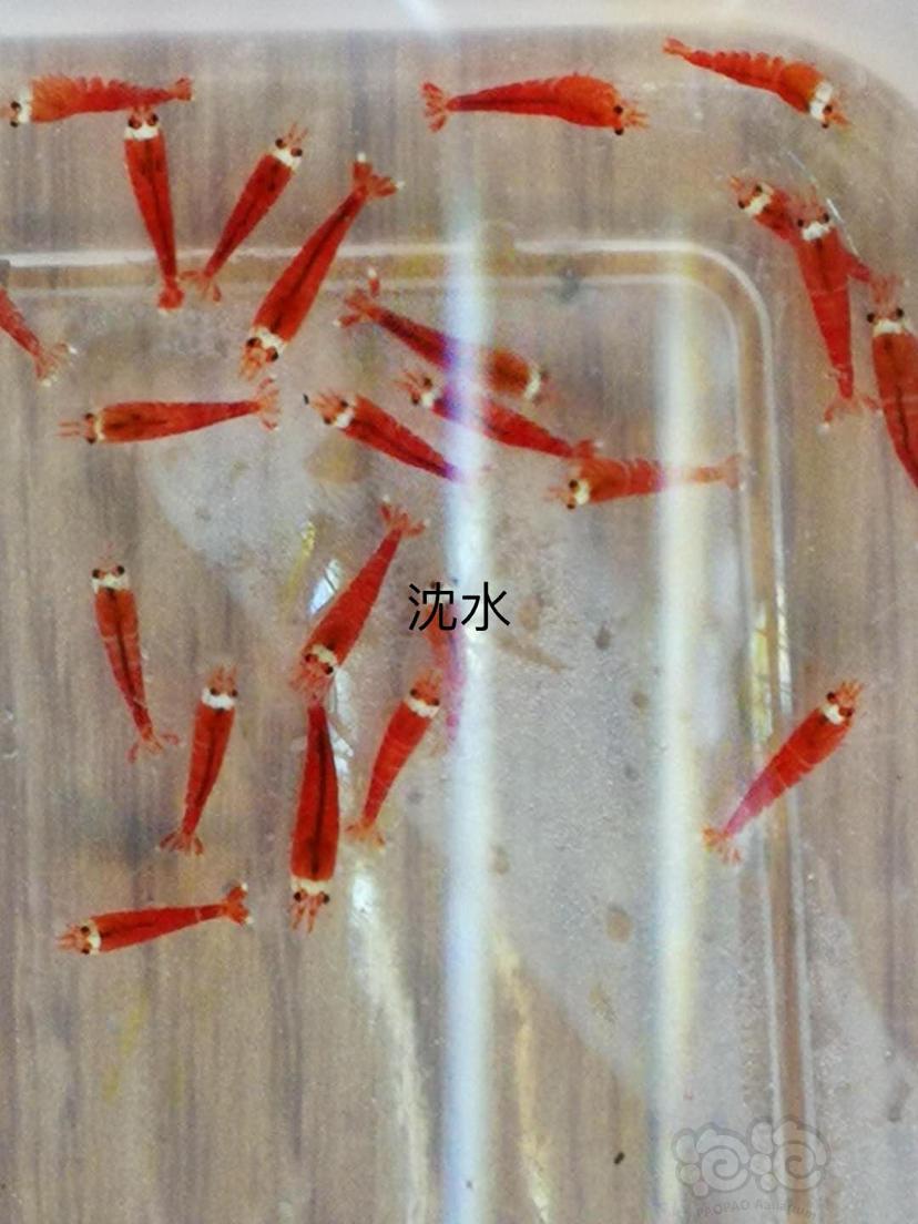 【虾】2020-03-12#RMB拍卖超级红10只。-图3