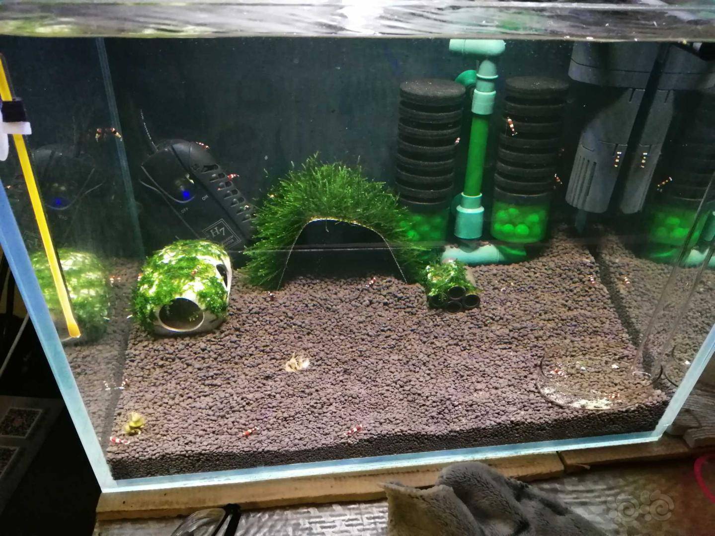 虾届新手水晶虾入缸第一天目前状态良好