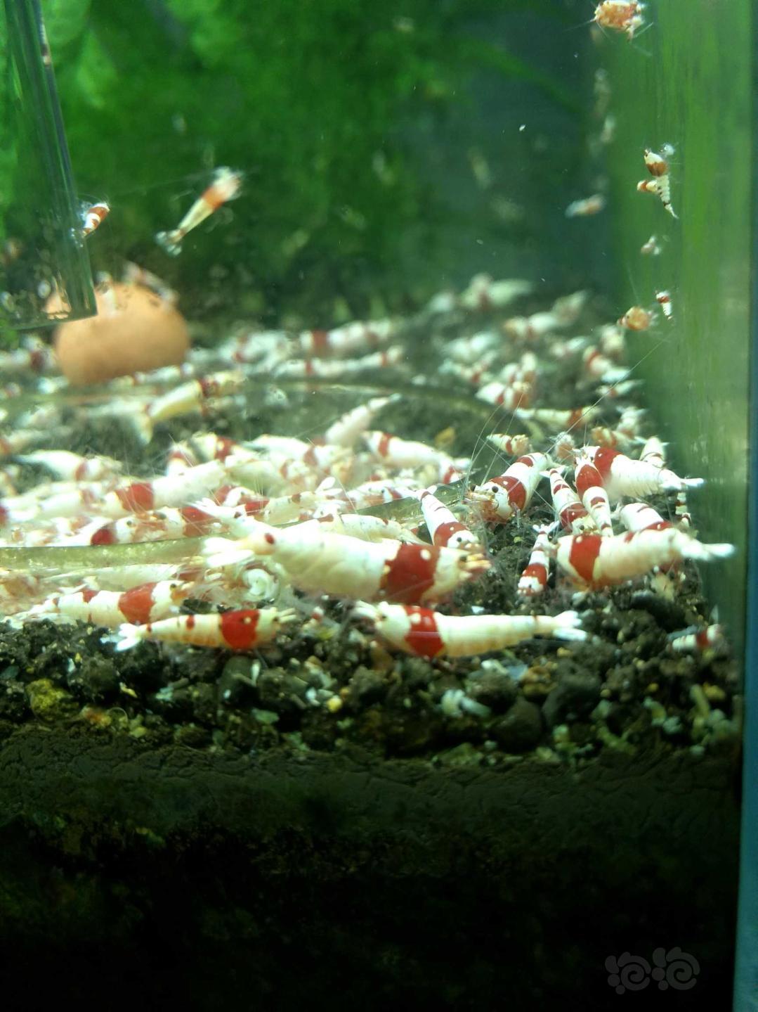 出红白水晶虾-图9