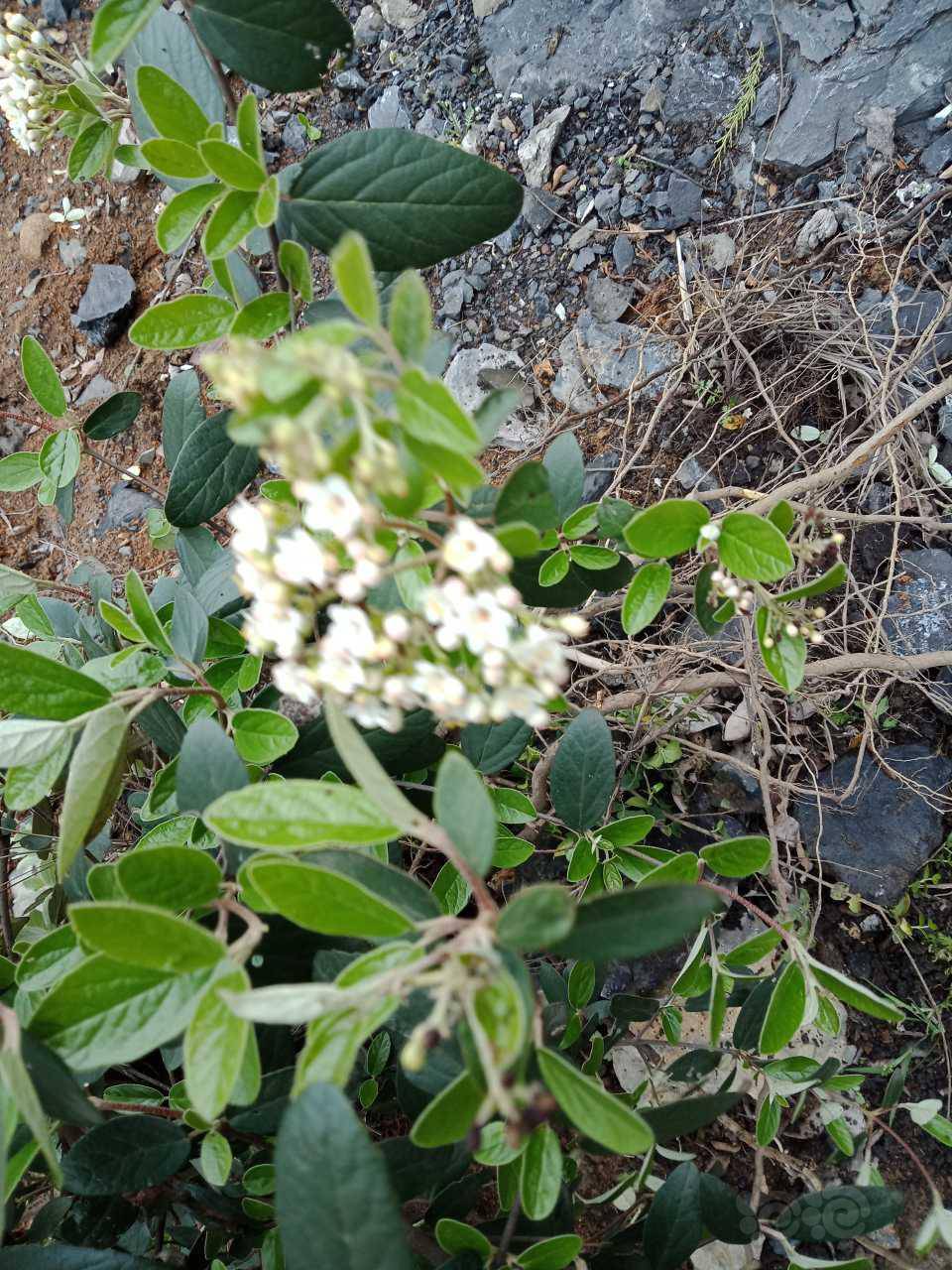 春暖花開野採的季節