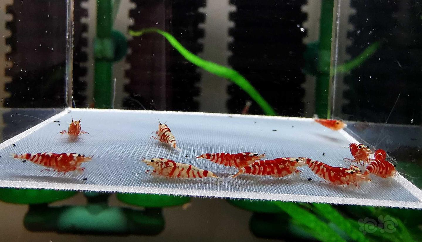 【虾】2020-3-23#RMB拍卖红花虎幼虾12只-图1