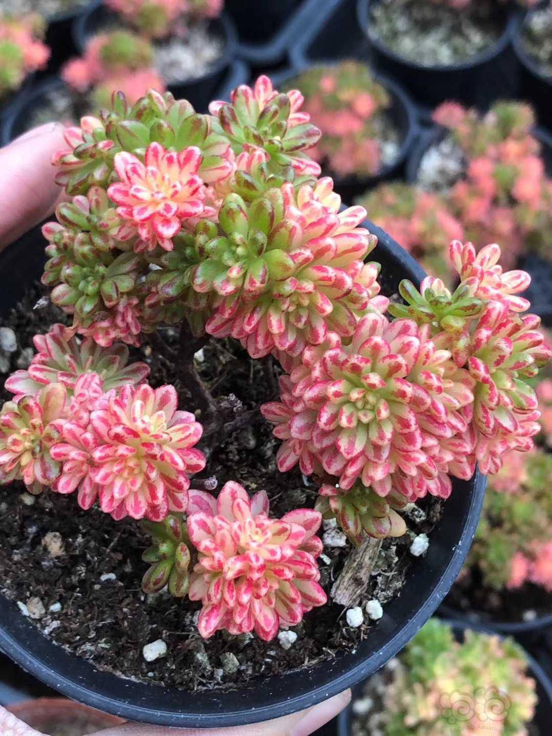 【其他】小人祭锦老桩-图1