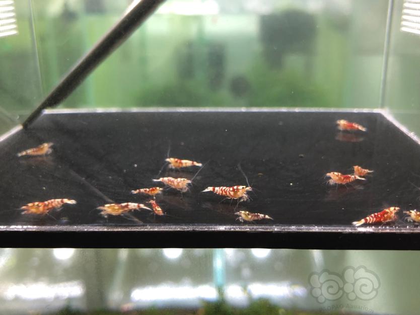 【虾】2020-03-31#RMB拍卖红花虎淘汰小虾20只-图2
