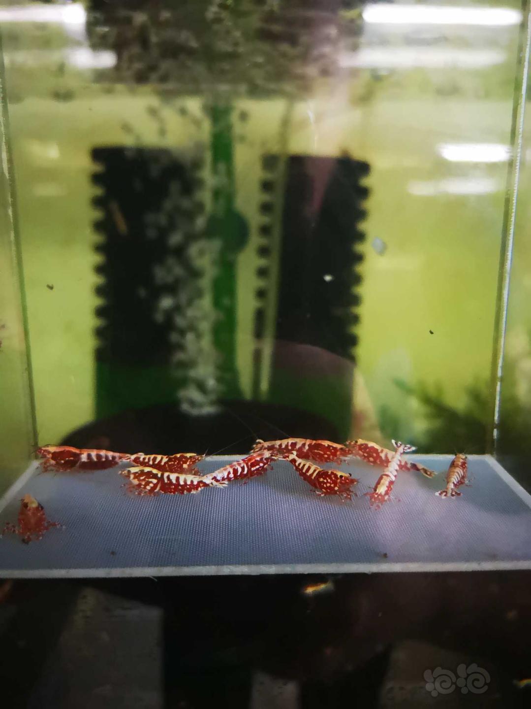 【虾】2020-3-26#RMB拍卖#红银河星钻水晶虾一份10只（3公7母）-图3