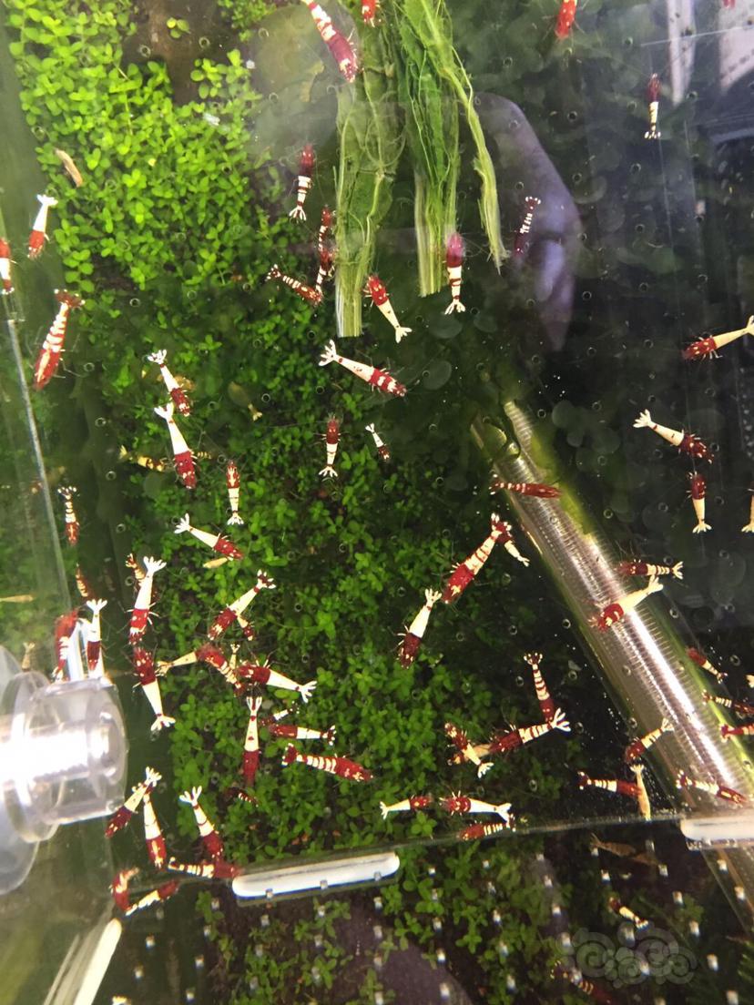 【水晶虾】清缸上岸出280只红姘头水晶虾-图1