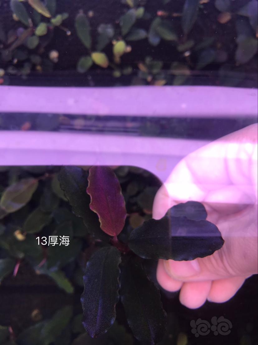 【辣椒榕】北京出售一组海莲娜共9种，送13玉一颗。-图5
