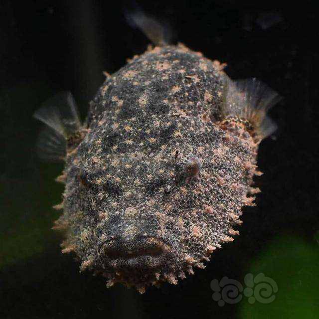 热带鱼毛毛狗头湄公河狗头