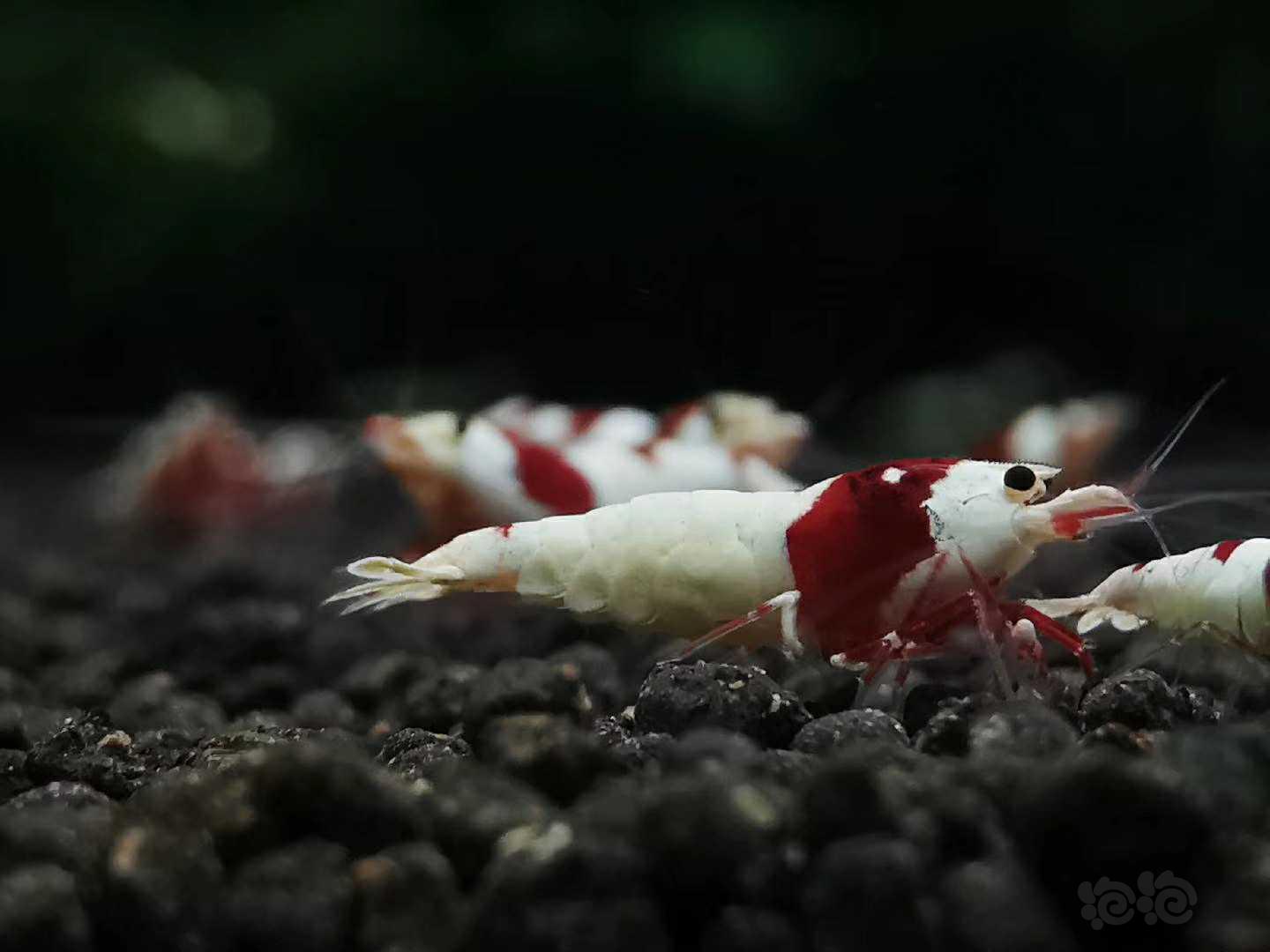 红白系统水晶虾-图3