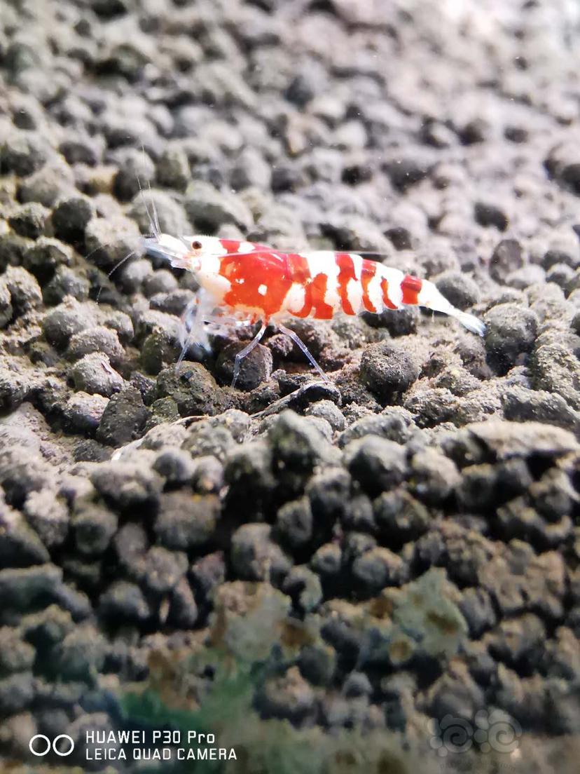 【虾】2020-03-29#RMB拍卖太极红花虎一对2只-图2