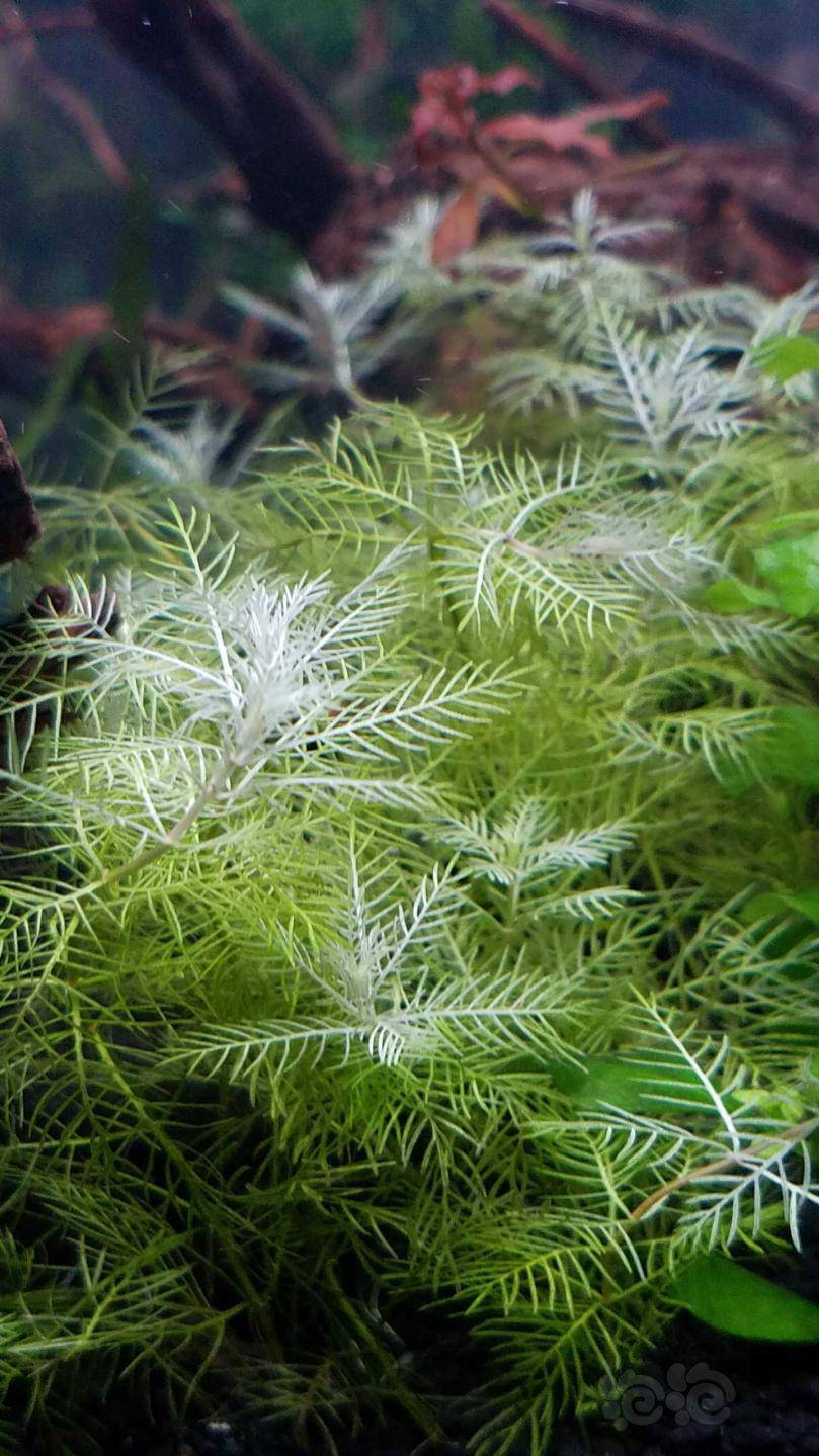 雪花羽毛水草顶部发白