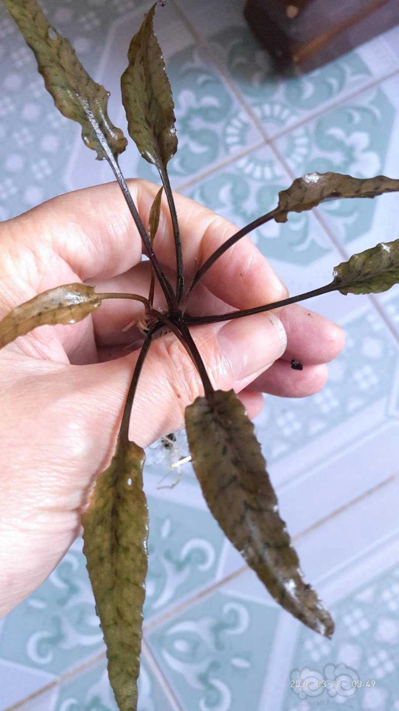 【水草】2020-3-19#RMB拍卖古铜菲露椒草2棵-图1