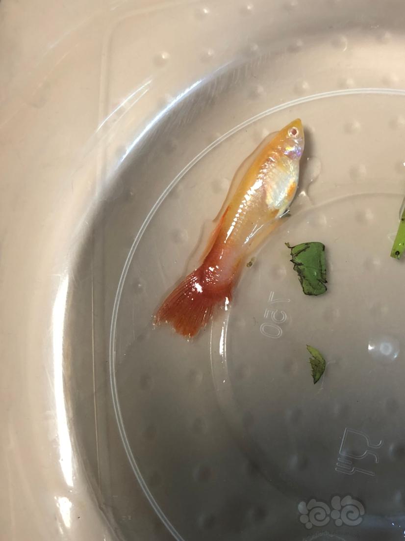 這隻魚是爛尾而死的嗎