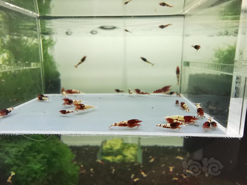 【虾】2020-03-24#RMB拍卖深红姘头一份30只-图2