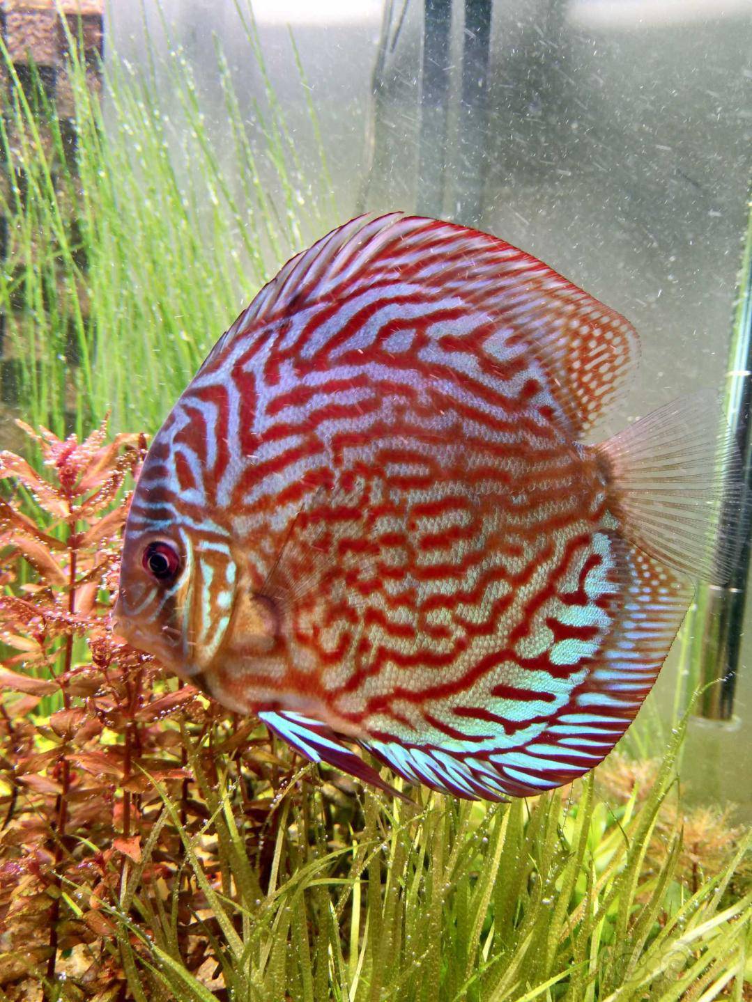 热带鱼出自养七彩神仙5条