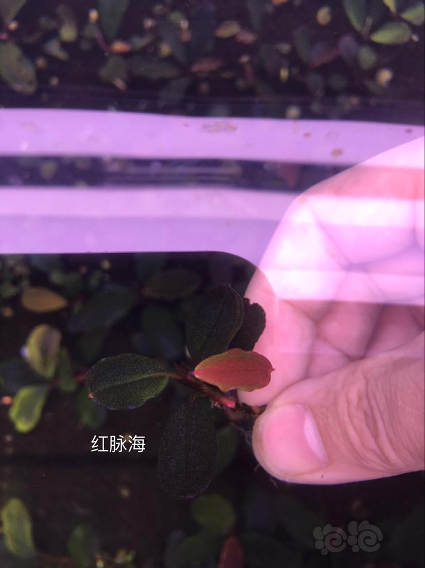 【辣椒榕】北京出售一组海莲娜共9种，送13玉一颗。-图2