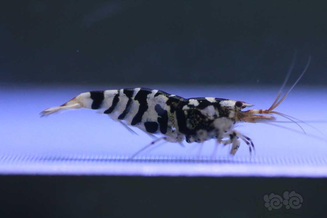 【虾】2020-03-23#RMB拍卖黑花虎淘汰新成1公2母一份3只-图1