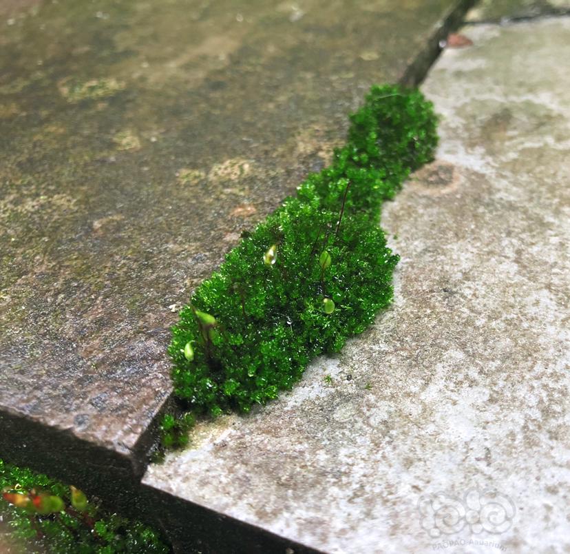 【苔藓】家楼顶的苔藓发孢子了，想抠下来看看能不能转水-图1