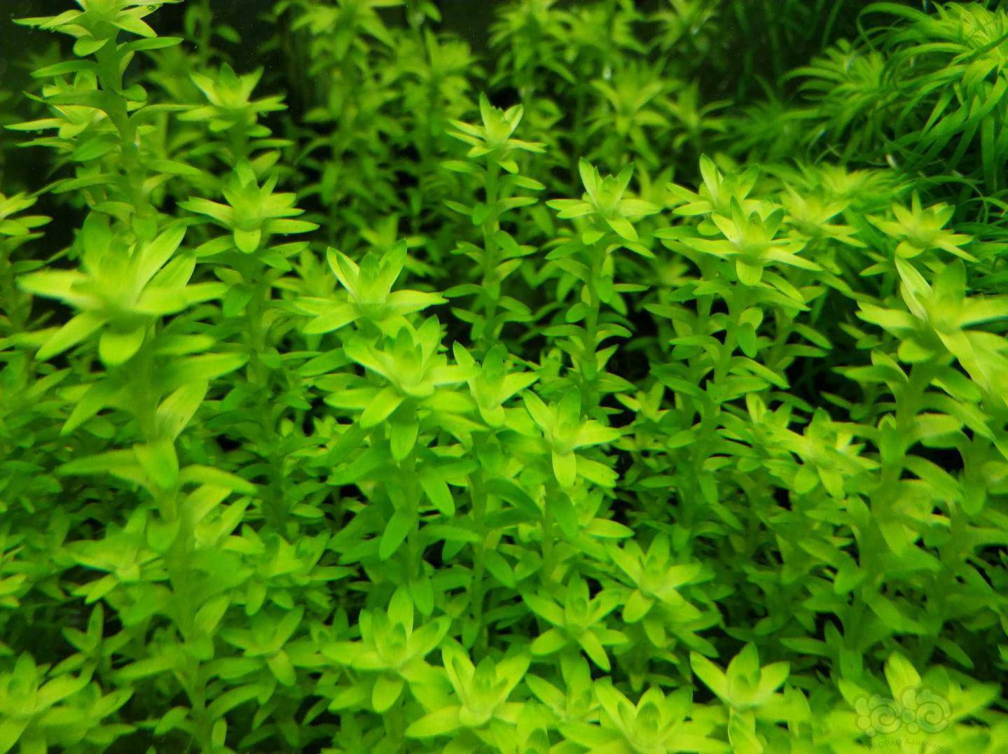 出一百颗日本箦藻