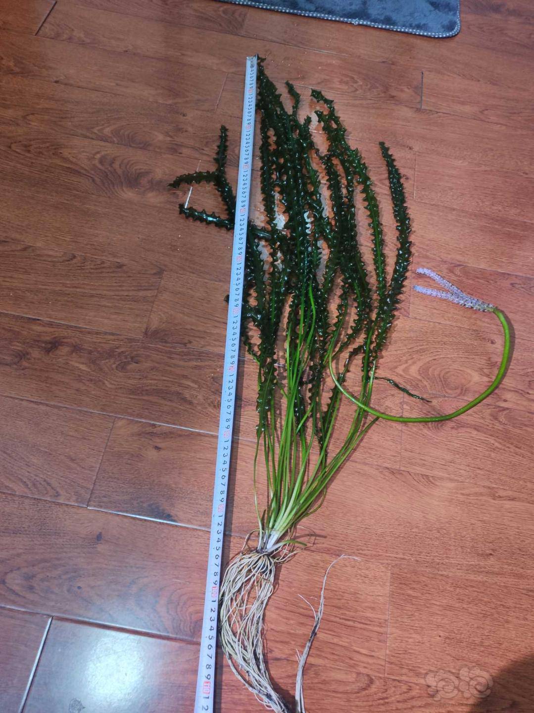 出宽叶龙鞭一颗