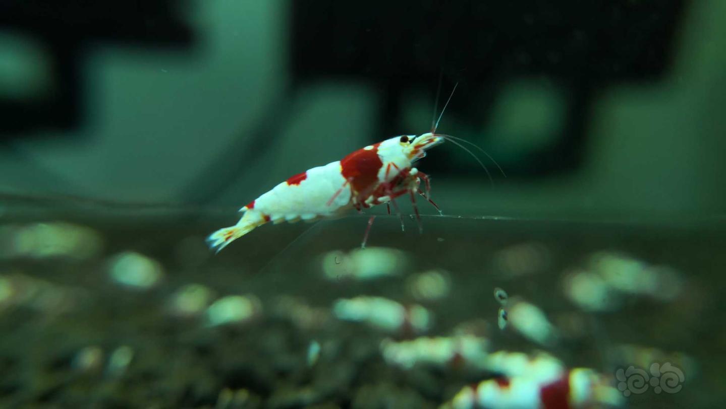 亚成红白母虾-图2