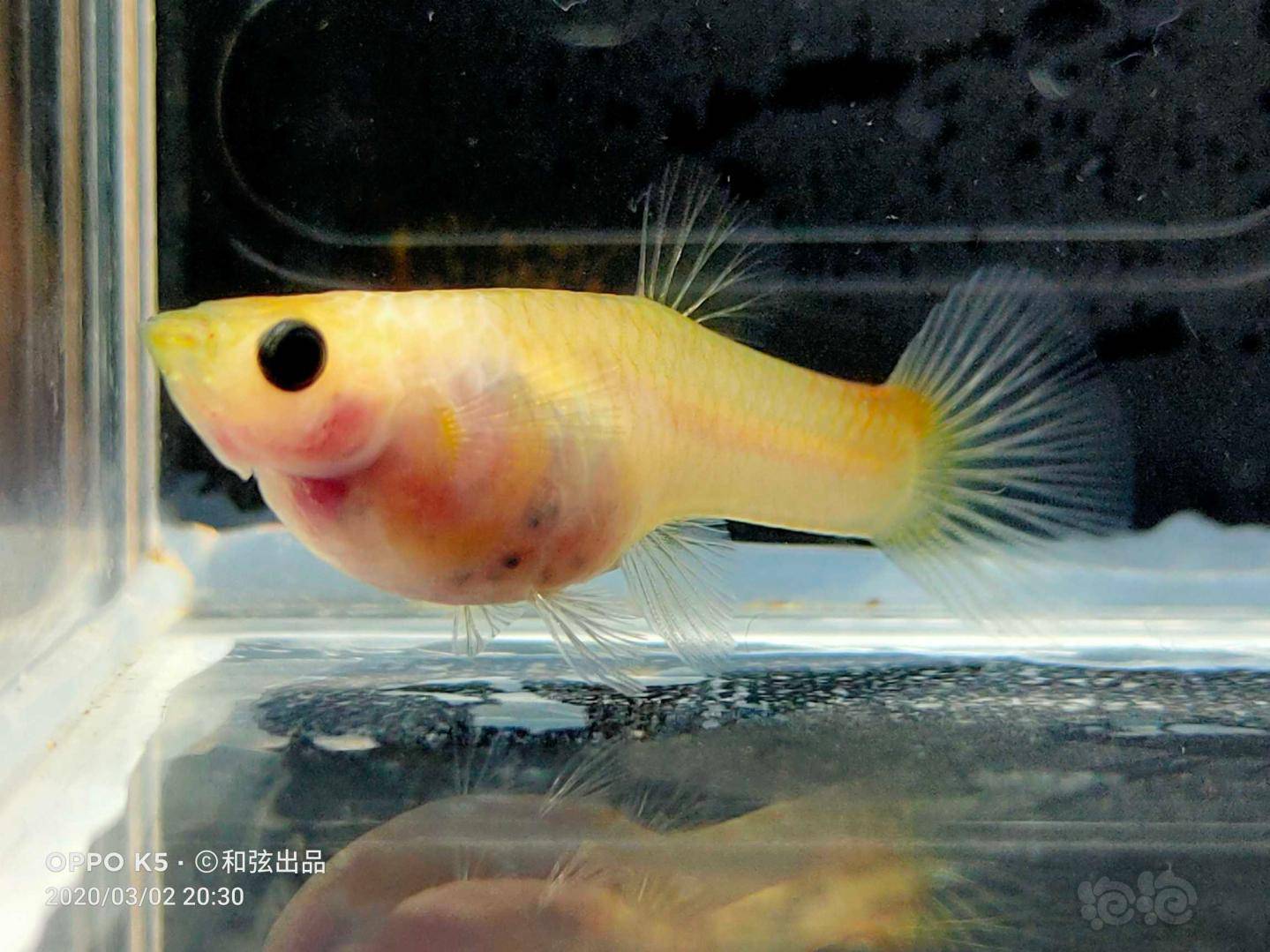 這回換成玻璃體母魚