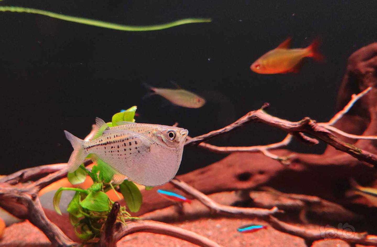 灯科鱼斗胆手机拍灯鱼