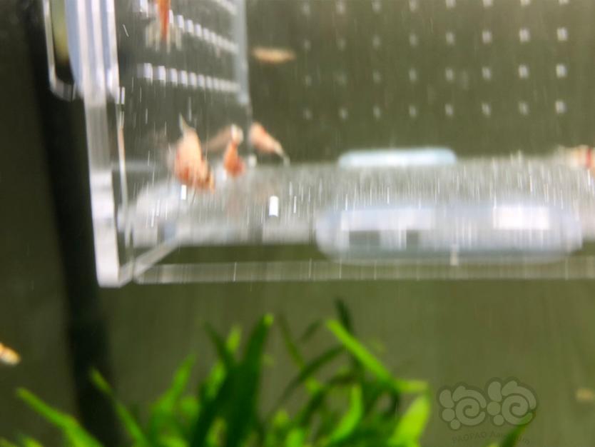 【虾】2020-03-08RMB拍卖红花虎公虾10只-图5