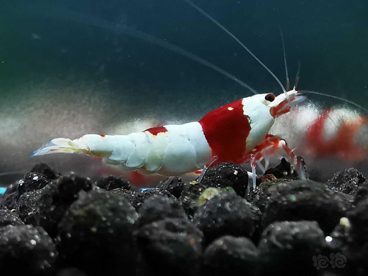 经典红白水晶虾-图2