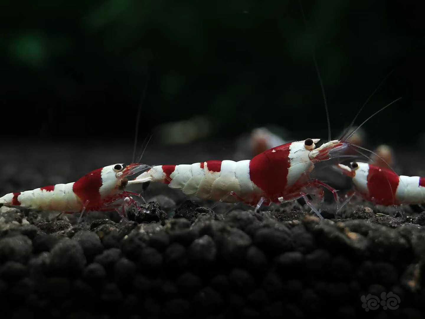 红白系统水晶虾-图1