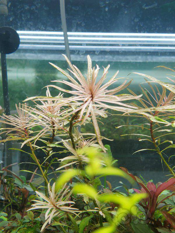 【水草】出白太阳水草