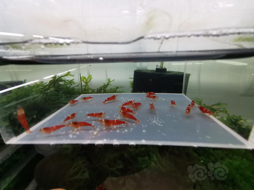 【虾】2020-03-13#RMB拍卖圣诞红一份22只-图2