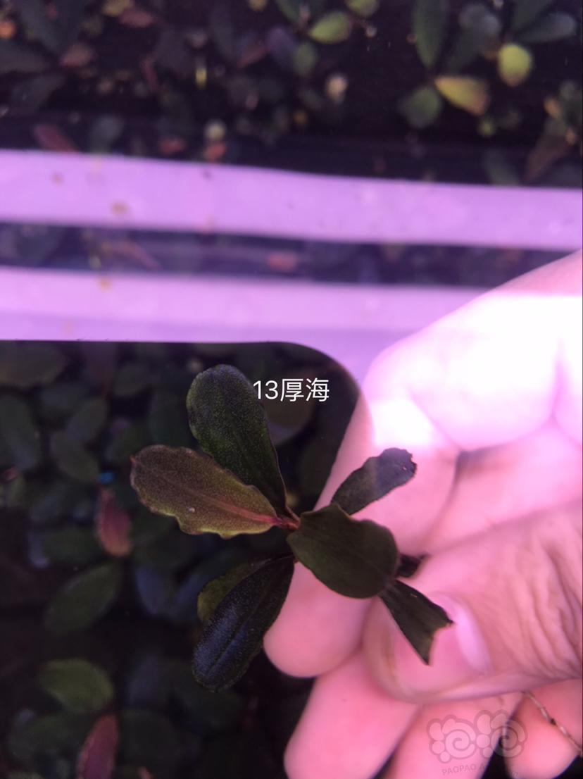 【辣椒榕】北京出售一组海莲娜共9种，送13玉一颗。-图6