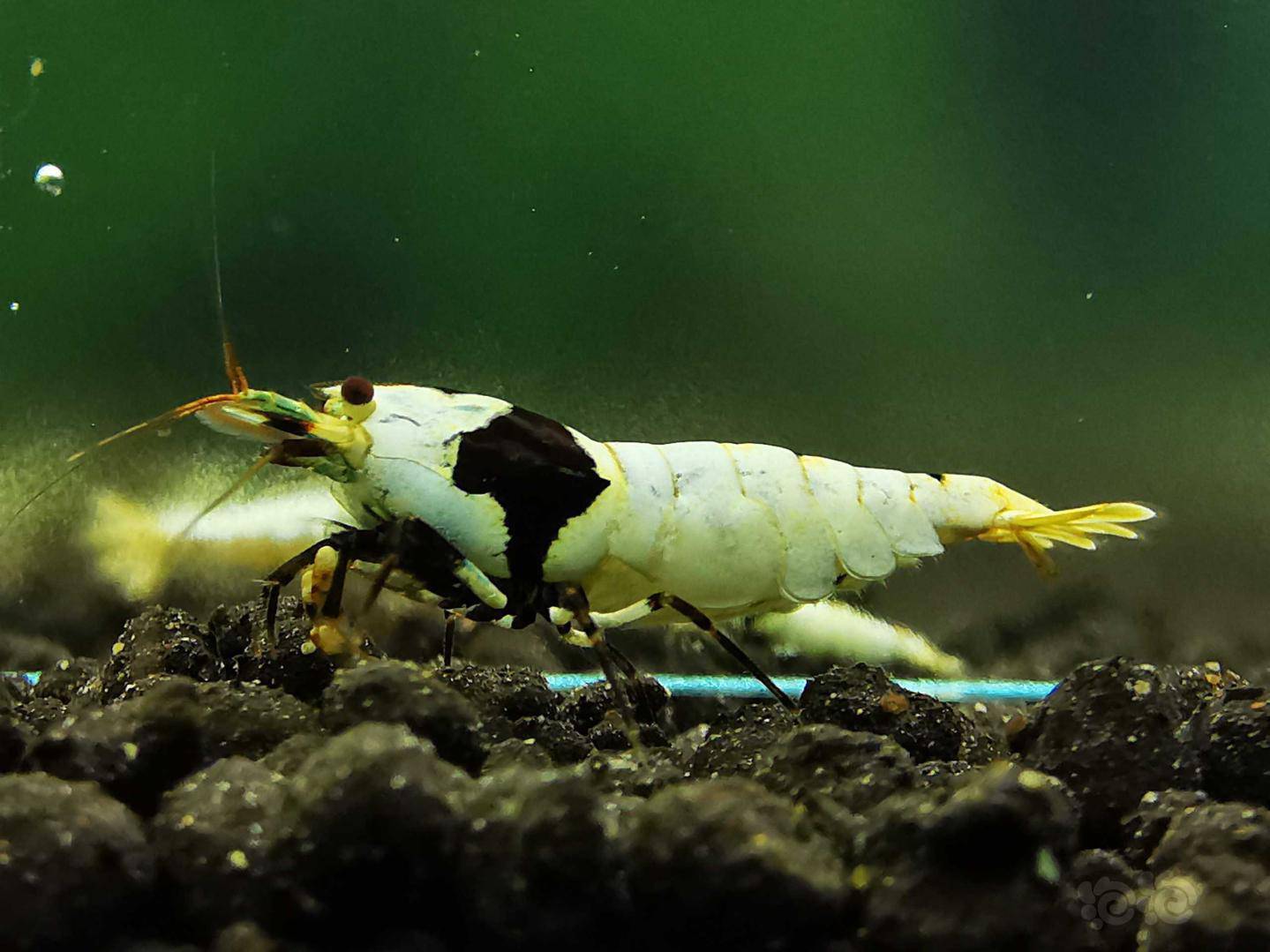 2020327rmb拍卖黑白水晶虾一对