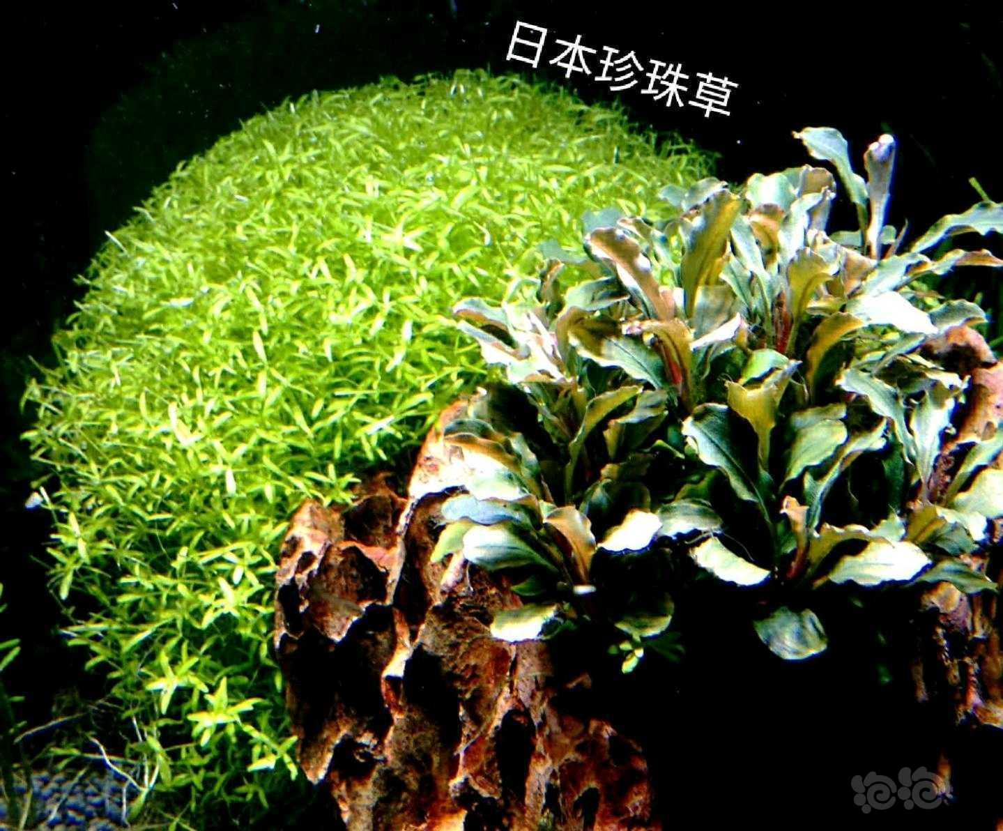 【辣椒榕】出售：自养水草，坐标山东聊城-图5