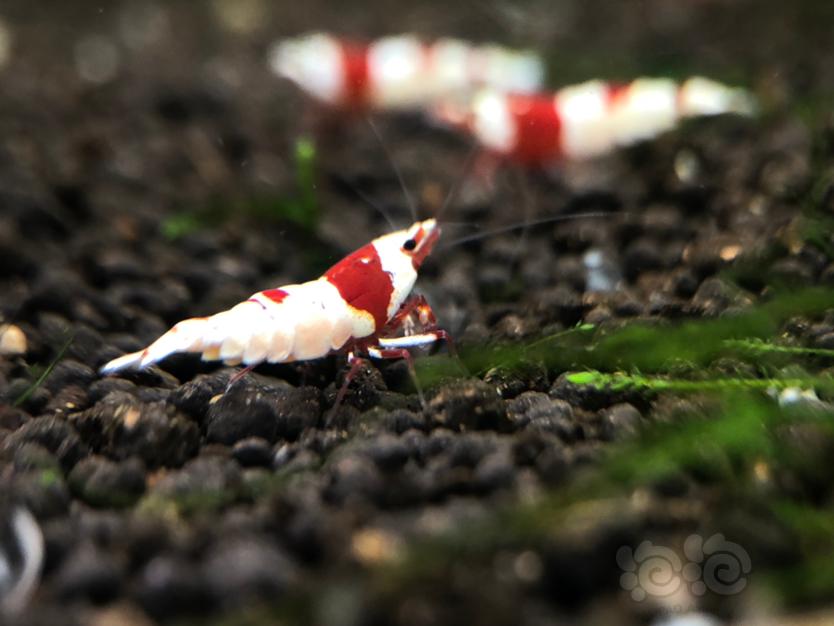 【虾】2020-3-16#RMB拍卖经典红白繁殖组2公5母-图5