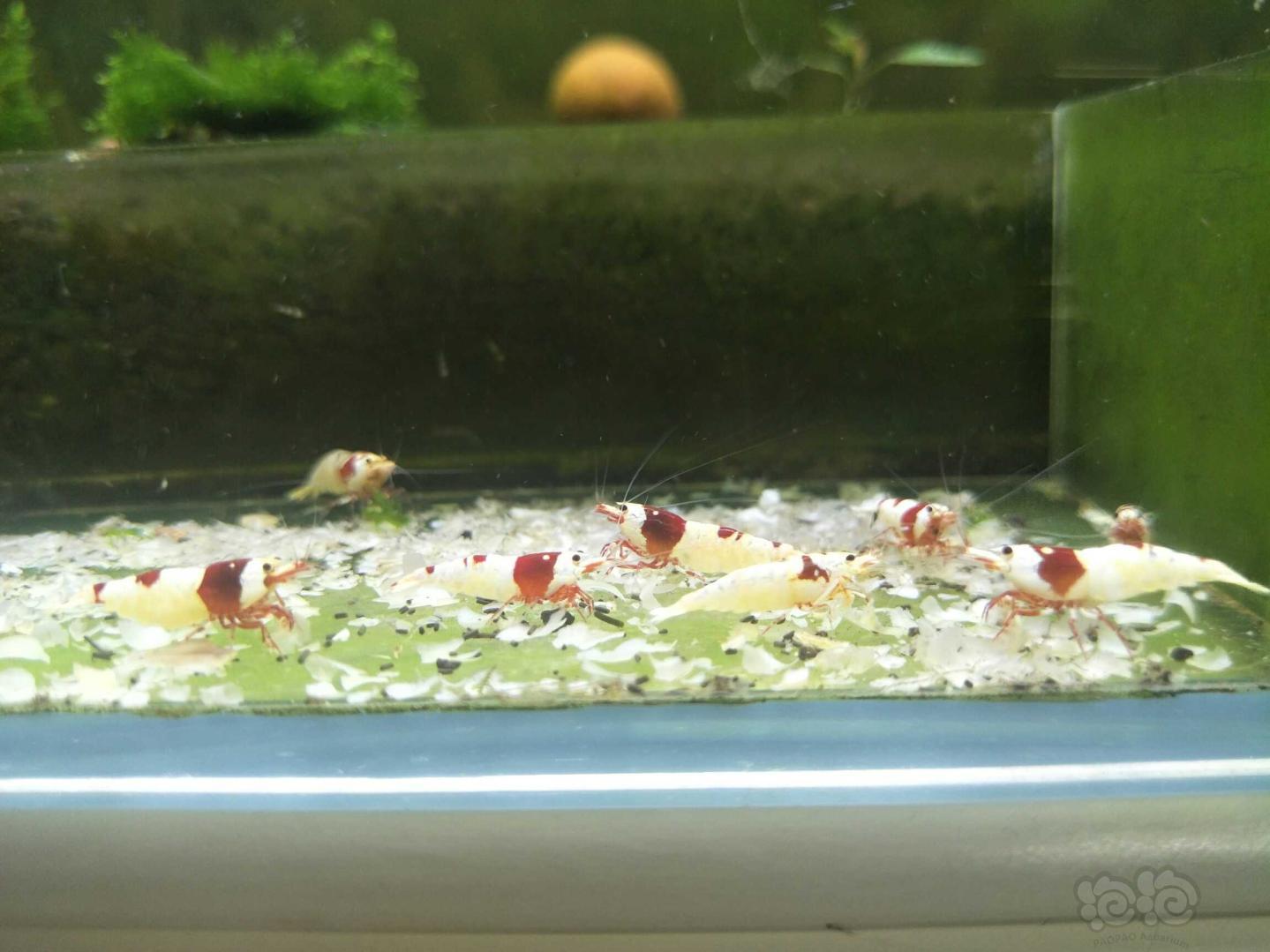 再来一组红白缸里的公虾母虾😊-图4